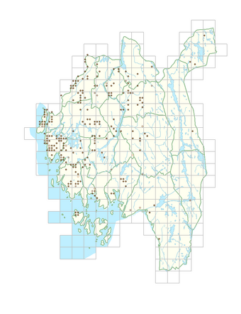 Milium effusum 1.png