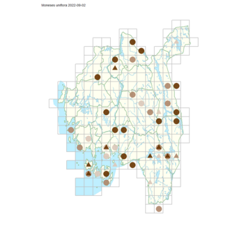 Moneses uniflora.png