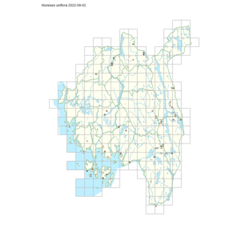 Moneses uniflora 1.png