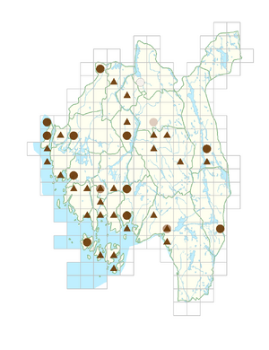 Muscari botryoides.png