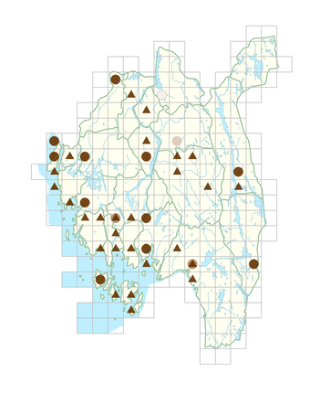 Muscari botryoides.png
