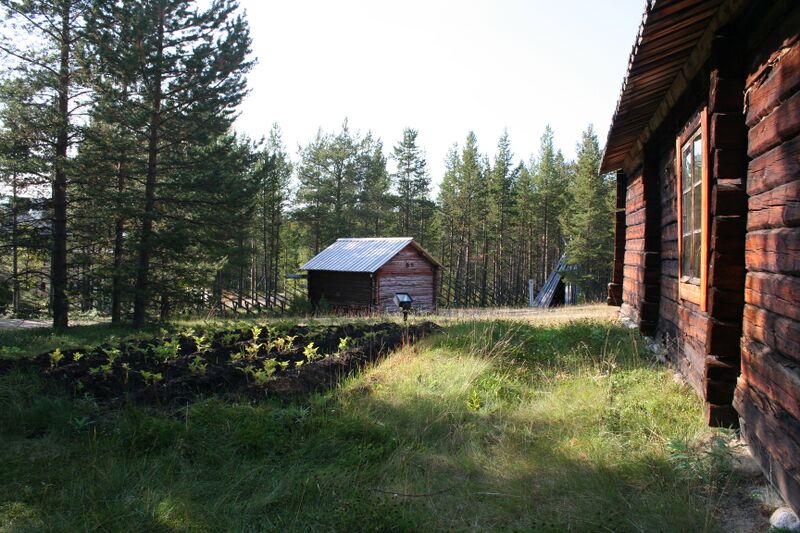 Fil:Muzeum Siida - Skansen (uprawa ziemniakow).jpg
