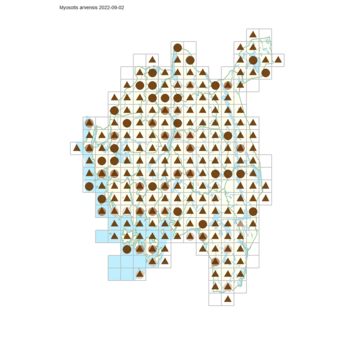 Myosotis arvensis.png