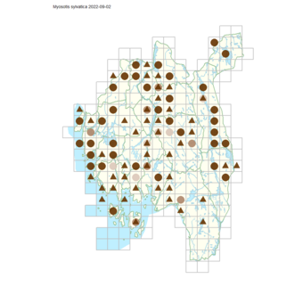 Myosotis sylvatica.png