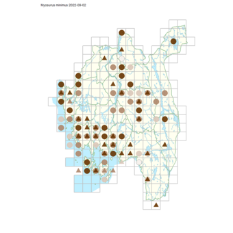 Myosurus minimus.png