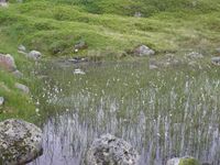 Myrull er en av plantene som kjennetegner myrlandskap. Foto: Anne Brit Flatin Borgen (2008).