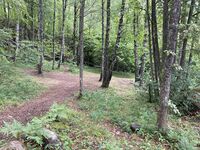 Skogholtet på Sjøskogen på Vinterbro hvor Nøstvetfunnet ble gjort. Foto: Siri Iversen (2022).