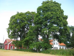 Nes gård i Maridalen.JPG