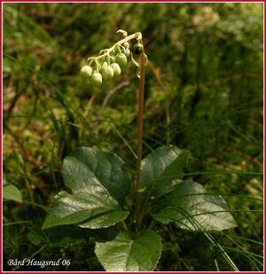 Nikkevintegrønn BH.jpg