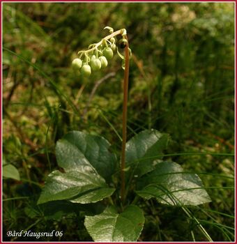 Nikkevintegrønn BH.jpg