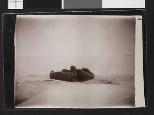 No-nb bldsa 3c107.jpg