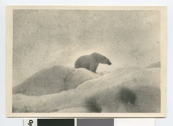 No-nb bldsa 3c136.jpg