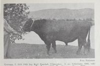 Oksen Grorugg fra Ullensaker, 1952 Foto: Det norske næringsliv (1952)