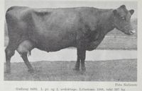 Kua Gudlaug 8488 fra Ullensaker Foto: Det norske næringsliv (1952)