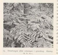 138. No-nb digibok 2013102224002 0042 1.jpg