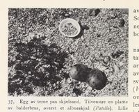 159. No-nb digibok 2013102224002 0062 1.jpg