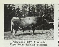 Lykkemann 3217, 1. premie. Eigar Veum fealslag, Fyresdal. Foto: Det Norske næringsliv. 4 : Telemark fylkesleksikon, 1949.