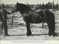 Dølehesten Telebu 1565, fikk 2. premie. Eier: Midt-Telemark hestealslag. Foto: Det Norske næringsliv. 4 : Telemark fylkesleksikon, 1949.