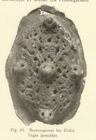 129. No-nb digibok 2014010838007 0109 1.jpg