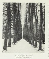 Lindeallé i hageanlegget. Bilde hentet fra boken "Norske haver i XVIII. og XIX. aarhundrede" av Schnitler, Carl W. og utgitt av Norsk folkemuseum (Kristiania, 1916).