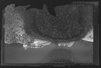 6. No-nb digifoto 20131126 00319 NB WF KK 062622.jpg