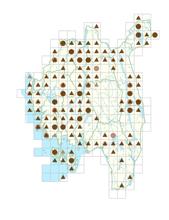 Noccaea caerulescens subsp. caerulescens.png