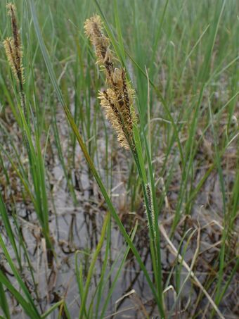 Nordlandsstarr BH.JPG