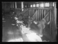 50. Norges Landbrugshøiskole Aas - no-nb digifoto 20160331 00283 NB NS NM 09640.jpg