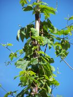 75. Norsk Folkemuseum humle (2).JPG