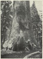 80. Norske Storgaarder - no-nb digibok 2007032610002-25 1.jpg