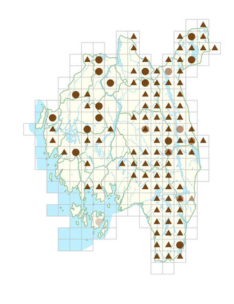 Nymphaea candida.png