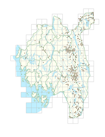 Nymphaea candida 1.png