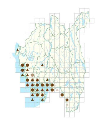 Odontites litoralis.png
