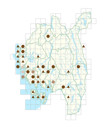 Oenothera biennis.png