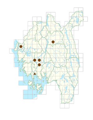 Oenothera glazioviana.png