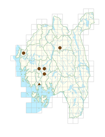 Oenothera glazioviana.png