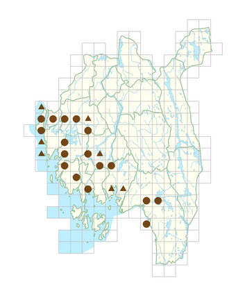 Oenothera muricata.png