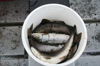 En fin ørretfangst. Foto: Anne Brit Flatin Borgen (2008).