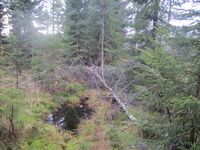 Olle som ligger like ved hustuftene.