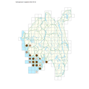 Ophioglossum vulgatum.png