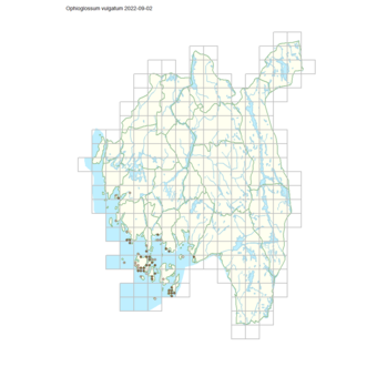 Ophioglossum vulgatum 1.png