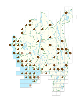 Origanum vulgare subsp. vulgare.png
