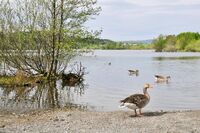 Østensjøvannet. Foto: Roy Olsen (2010).