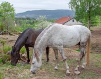 Fra Kjelsås gård i Sørkedalen. Foto: Leif-Harald Ruud (2011).