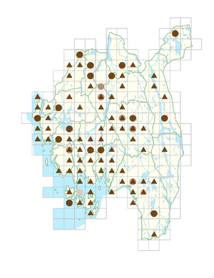 Othocallis siberica.png