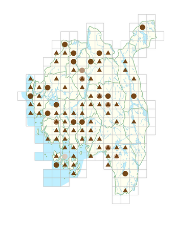 Othocallis siberica.png