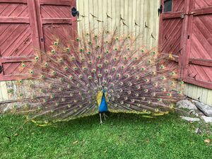 Påfugl på Gulskogen i Drammen.jpg