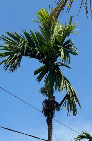 Paakkumaram.jpg