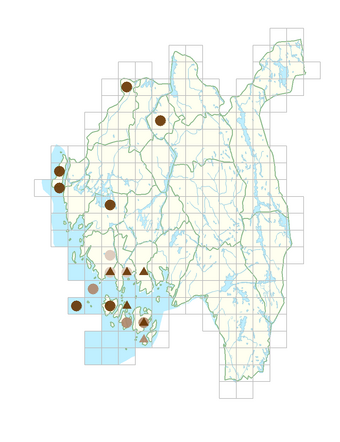 Papaver dubium subsp. dubium.png