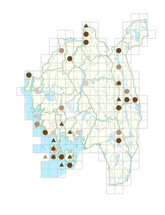 Pentanema salicinum.png